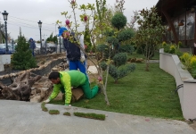 Rulouri Gazon Buzias Rulouri Gazon Amenajari Buzias Flower Garden Design