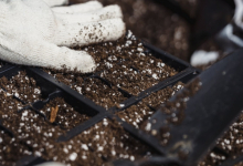 Rulouri Gazon Clinceni Rulouri Gazon Amenajari Gradina Clinceni - WOW GARDEN