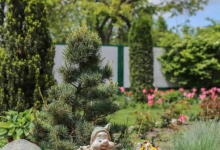 Rulouri Gazon Balotesti Rulouri Gazon Amenajari Gradina Balotesti - WOW GARDEN