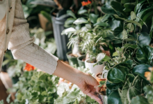 Rulouri Gazon Clinceni Rulouri Gazon Amenajari Gradina Clinceni - WOW GARDEN